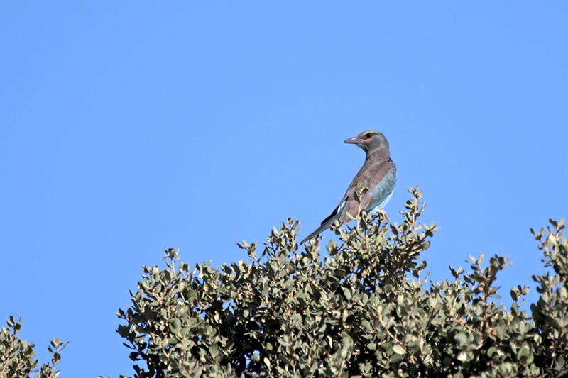 European Roller - ML37160491