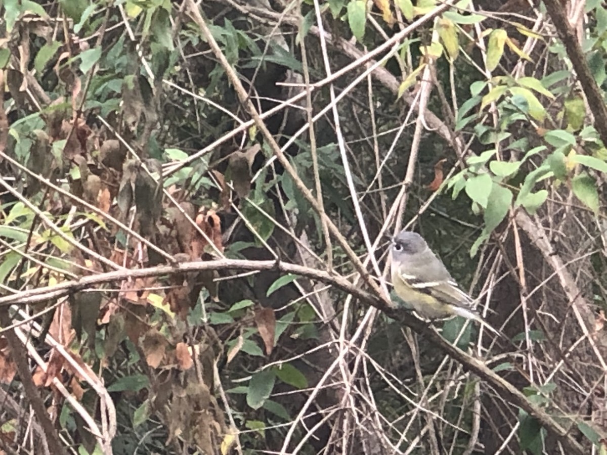 Blue-headed Vireo - Barbara Quinlan