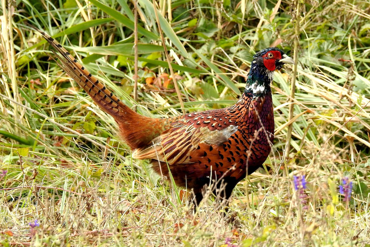 Ring-necked Pheasant - Jan Šefl