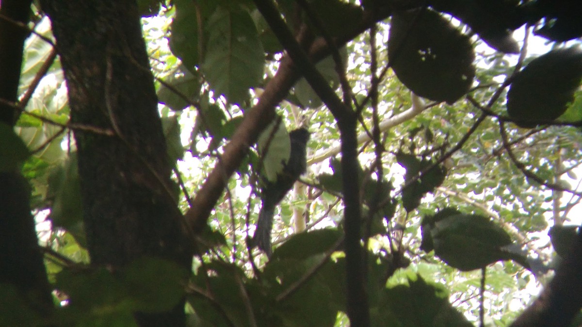 Fork-tailed Drongo-Cuckoo - ML37160821