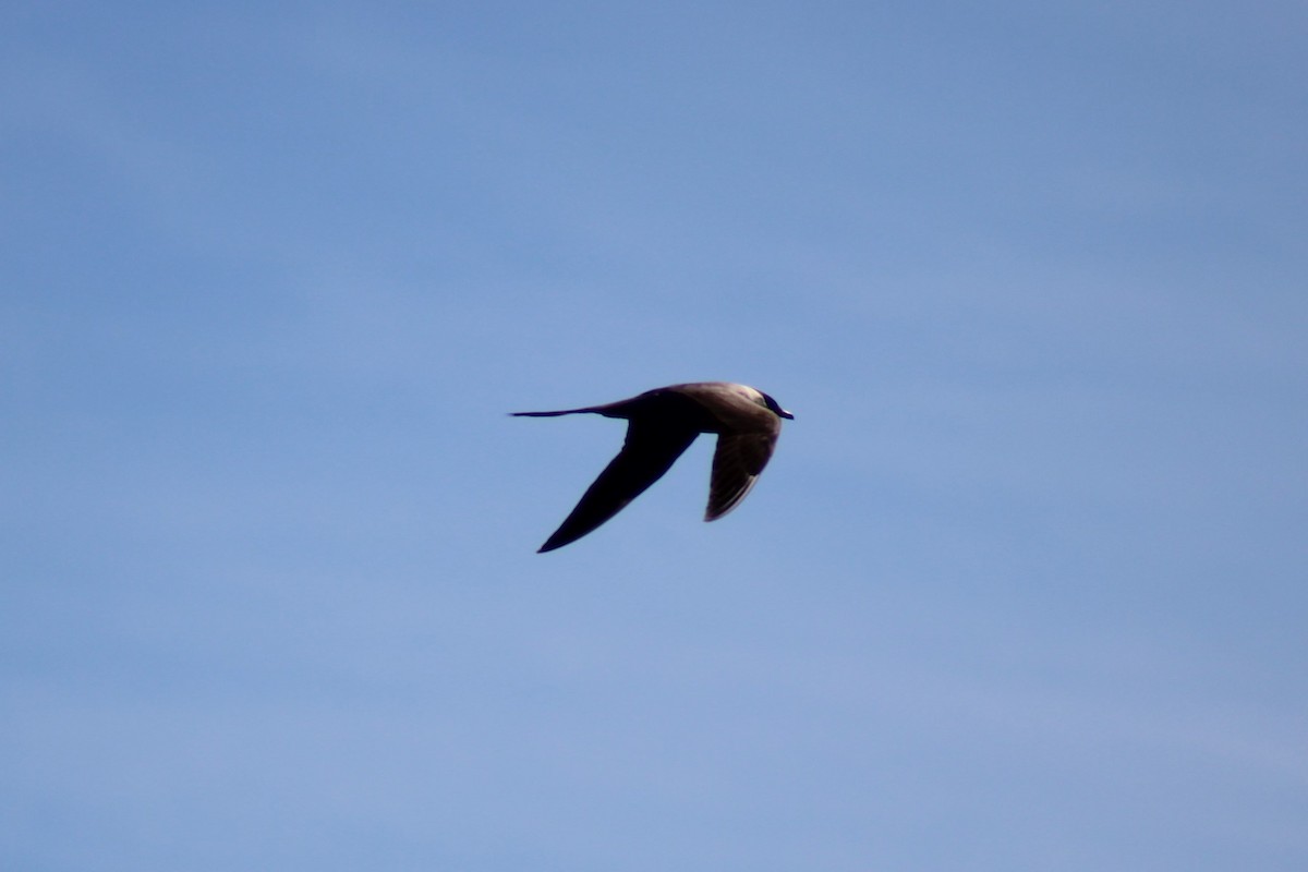 Long-tailed Jaeger - ML371608521