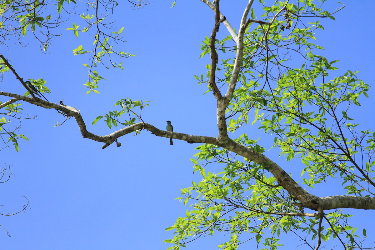 Blue-throated Bee-eater - Paul Gössinger