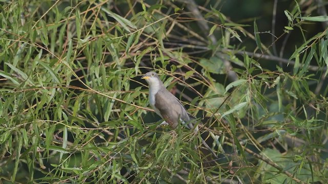 Yellow-billed Cuckoo - ML371612441