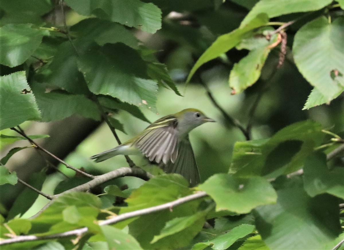 Chestnut-sided Warbler - ML371612611