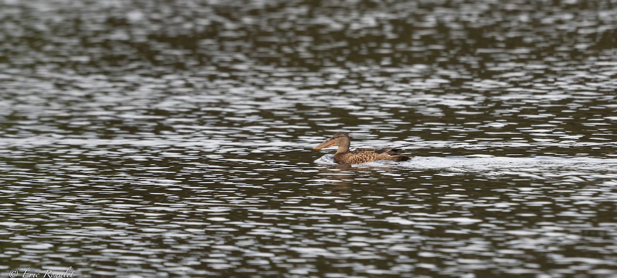 Northern Shoveler - ML371614571