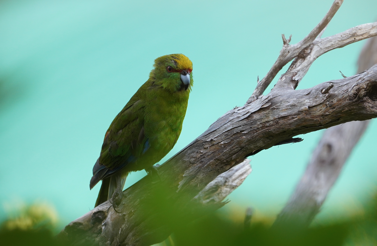 Yellow-crowned Parakeet - ML371614901