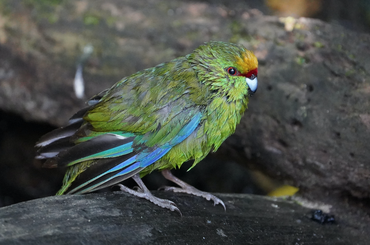 Yellow-crowned Parakeet - ML371614981