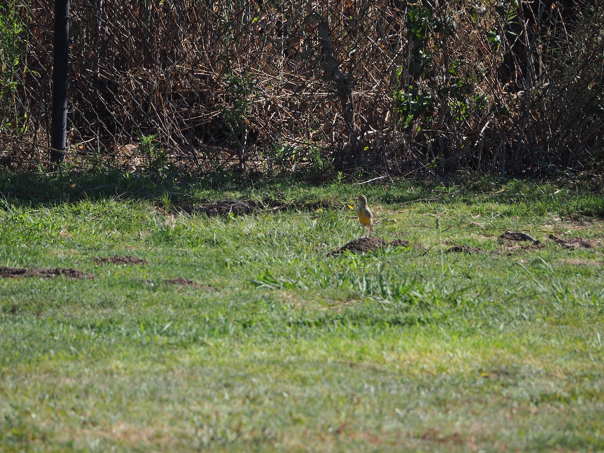 Western Meadowlark - ML371615781