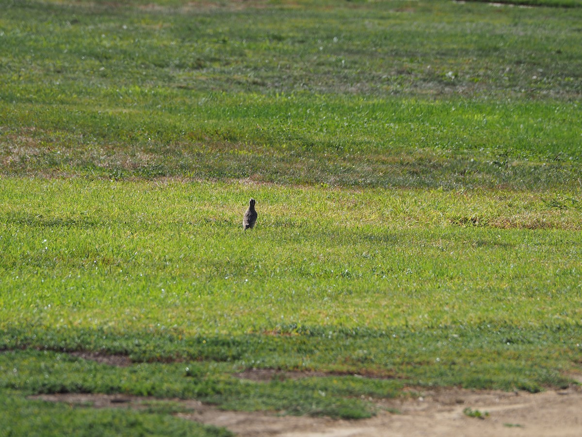 Western Meadowlark - ML371615821