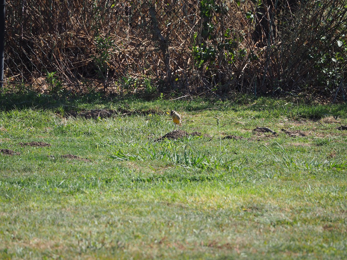 Western Meadowlark - ML371615851