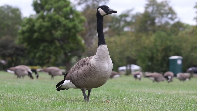 Canada Goose - ML371615861