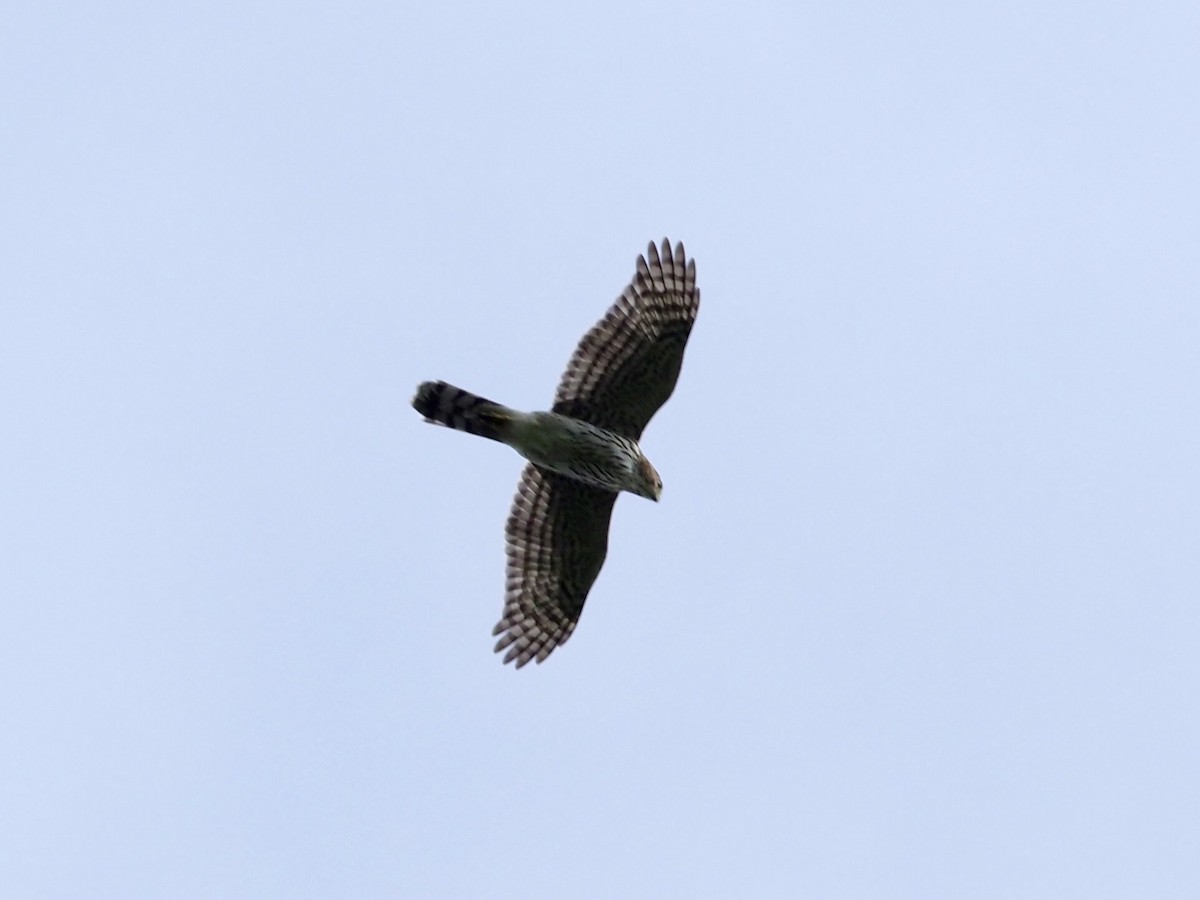 Cooper's Hawk - ML371616871