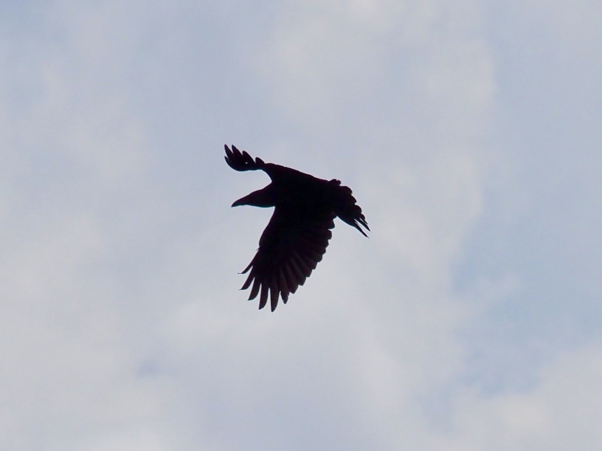 Common Raven - ML371616931