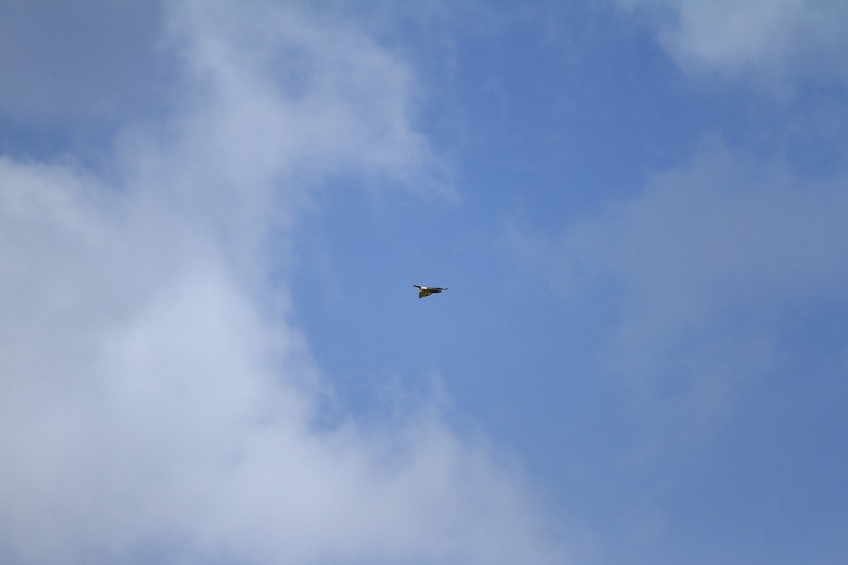 Crested Goshawk - ML37161751