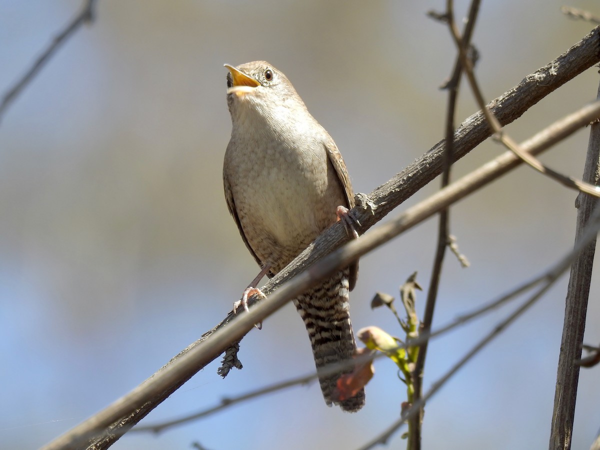 House Wren - ML371617671