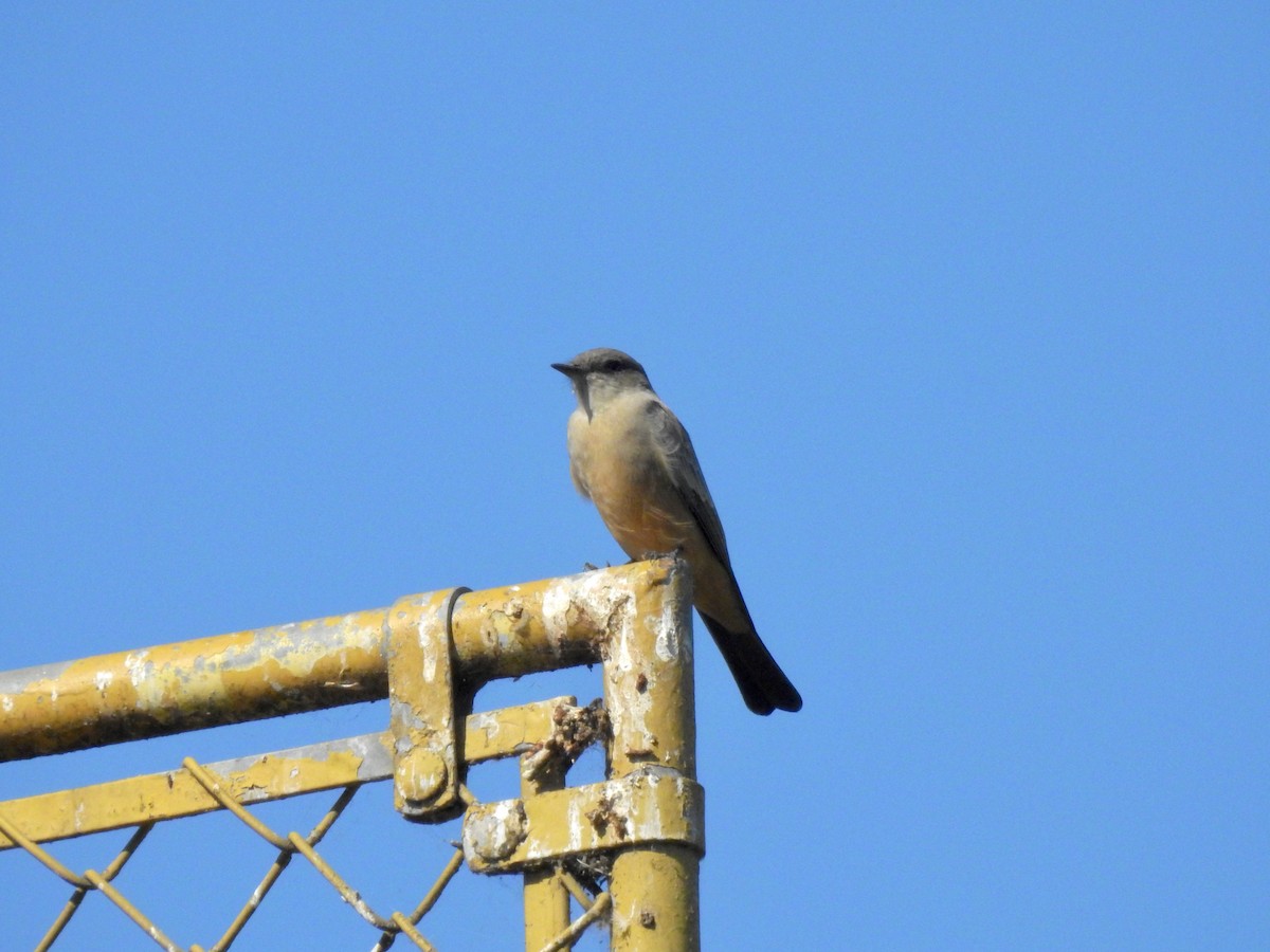 Say's Phoebe - ML371617701