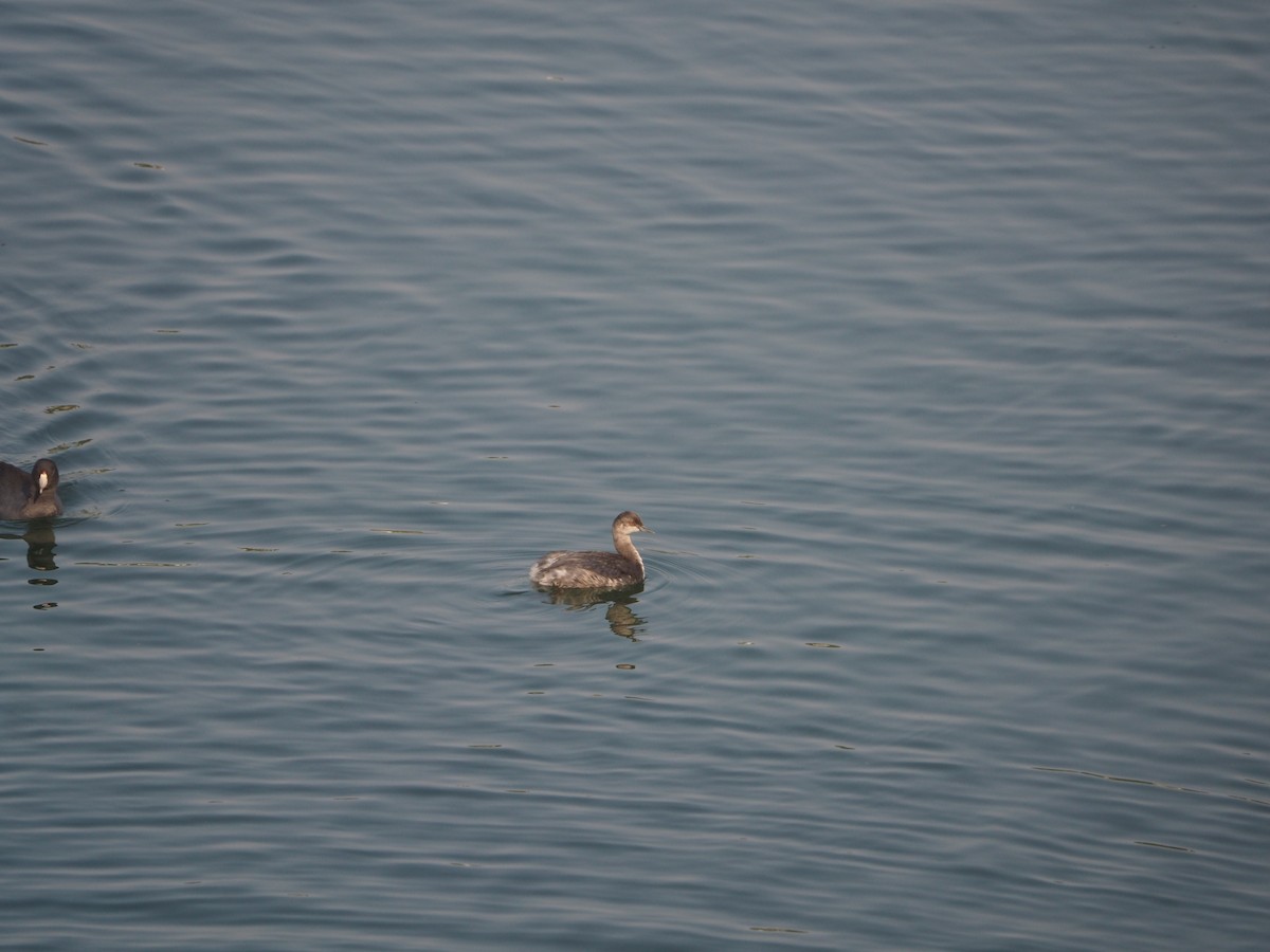 Eared Grebe - ML371618461