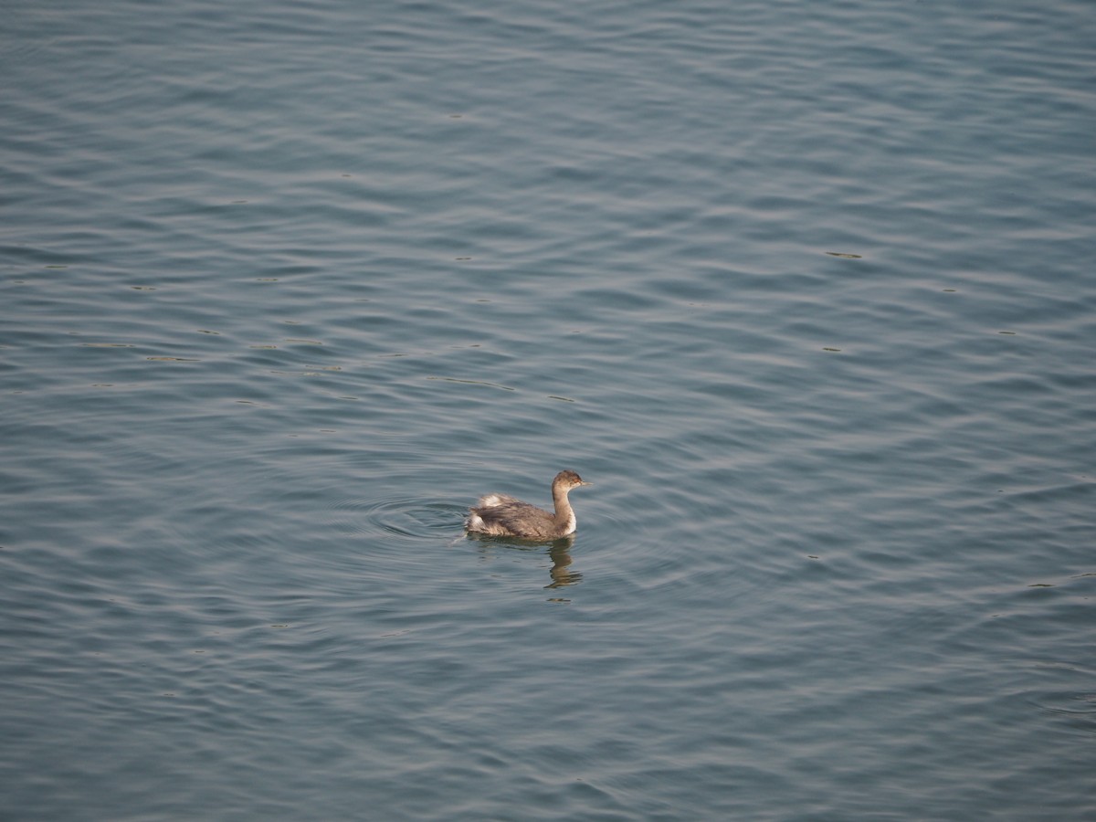 Eared Grebe - ML371618471