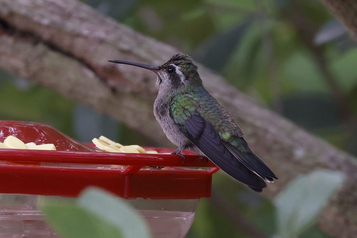 Broad-billed Hummingbird - ML371618711