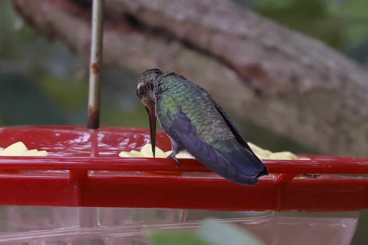 Broad-billed Hummingbird - ML371618741