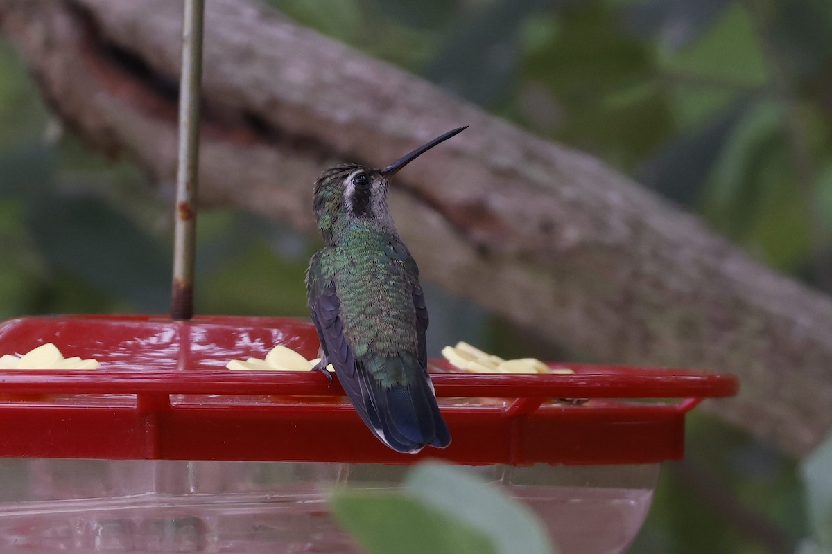 Broad-billed Hummingbird - ML371618771