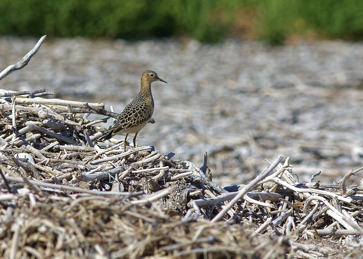 Buff-breasted Sandpiper - Gerard Phillips