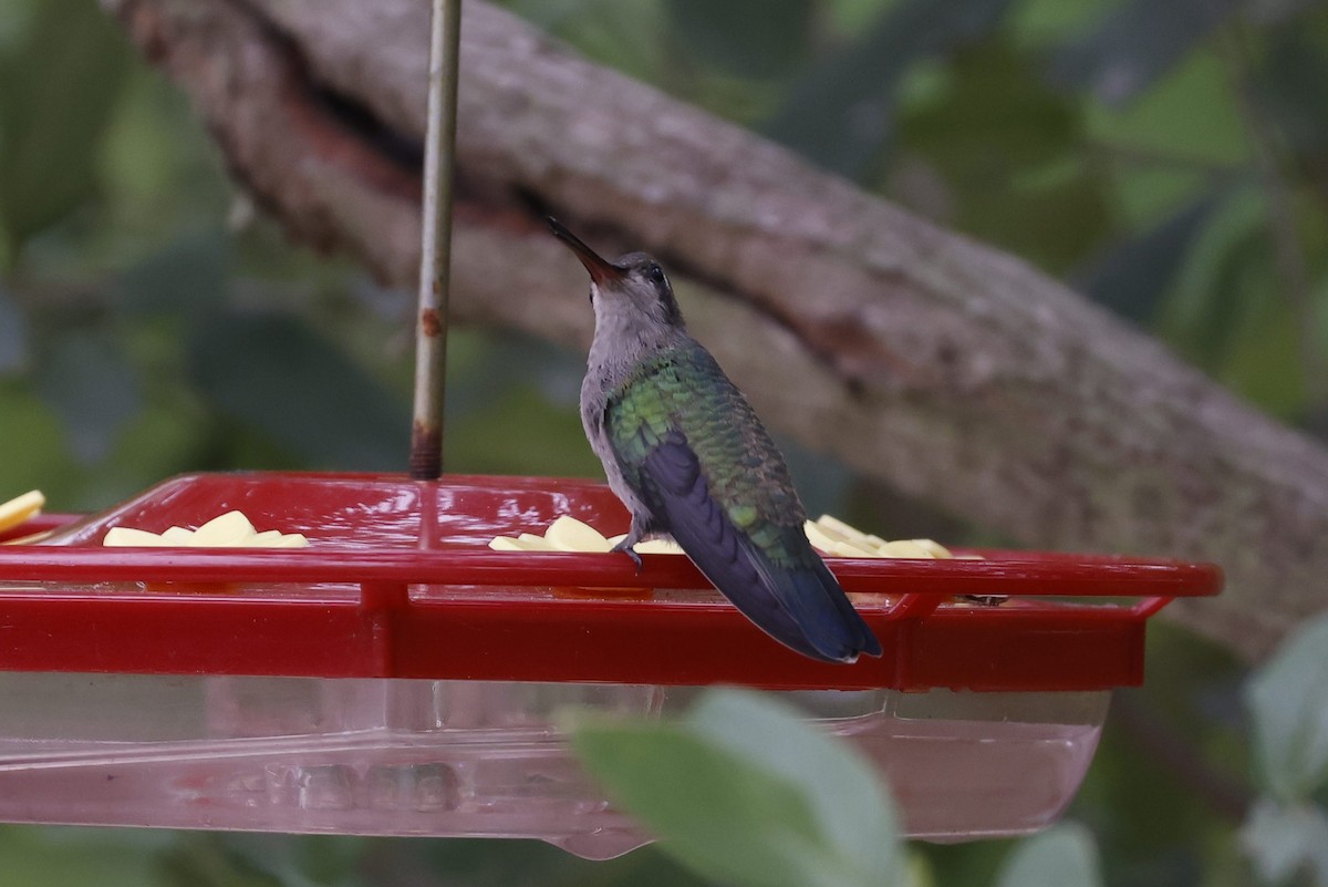 Broad-billed Hummingbird - ML371618961