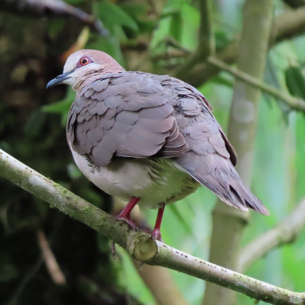 White-tipped Dove - ML371620061