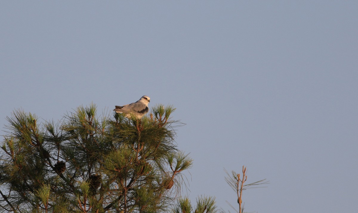 Black-winged Kite - Özay  Özalp  Özaydın