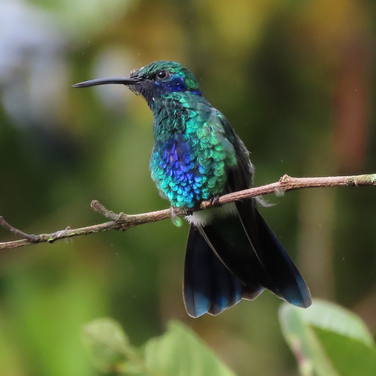 fiolørekolibri - ML371620611