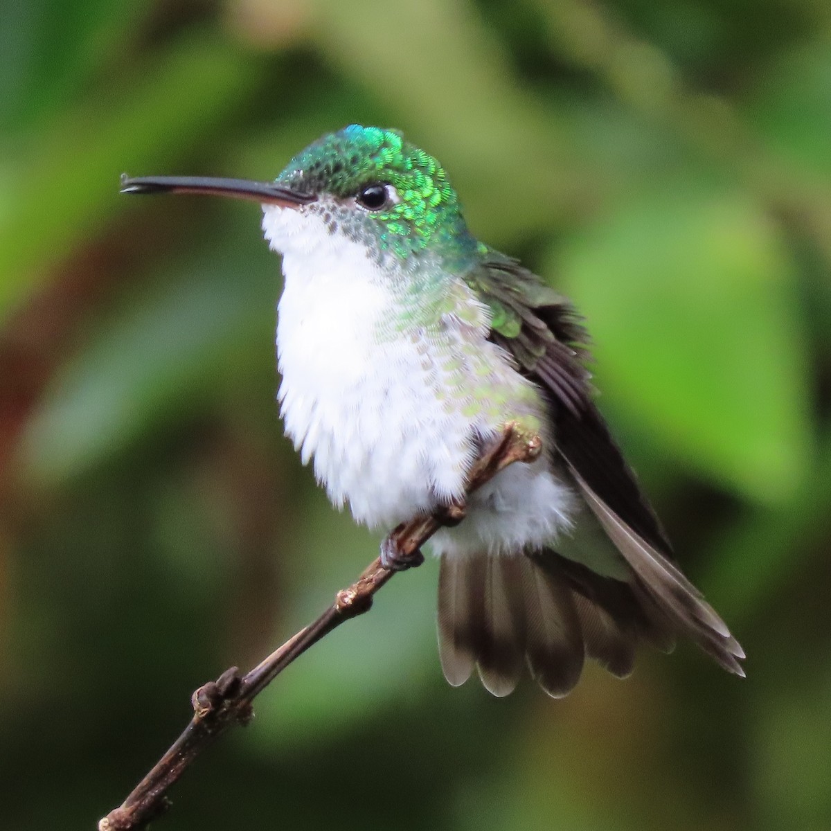 kolibřík andský - ML371621611