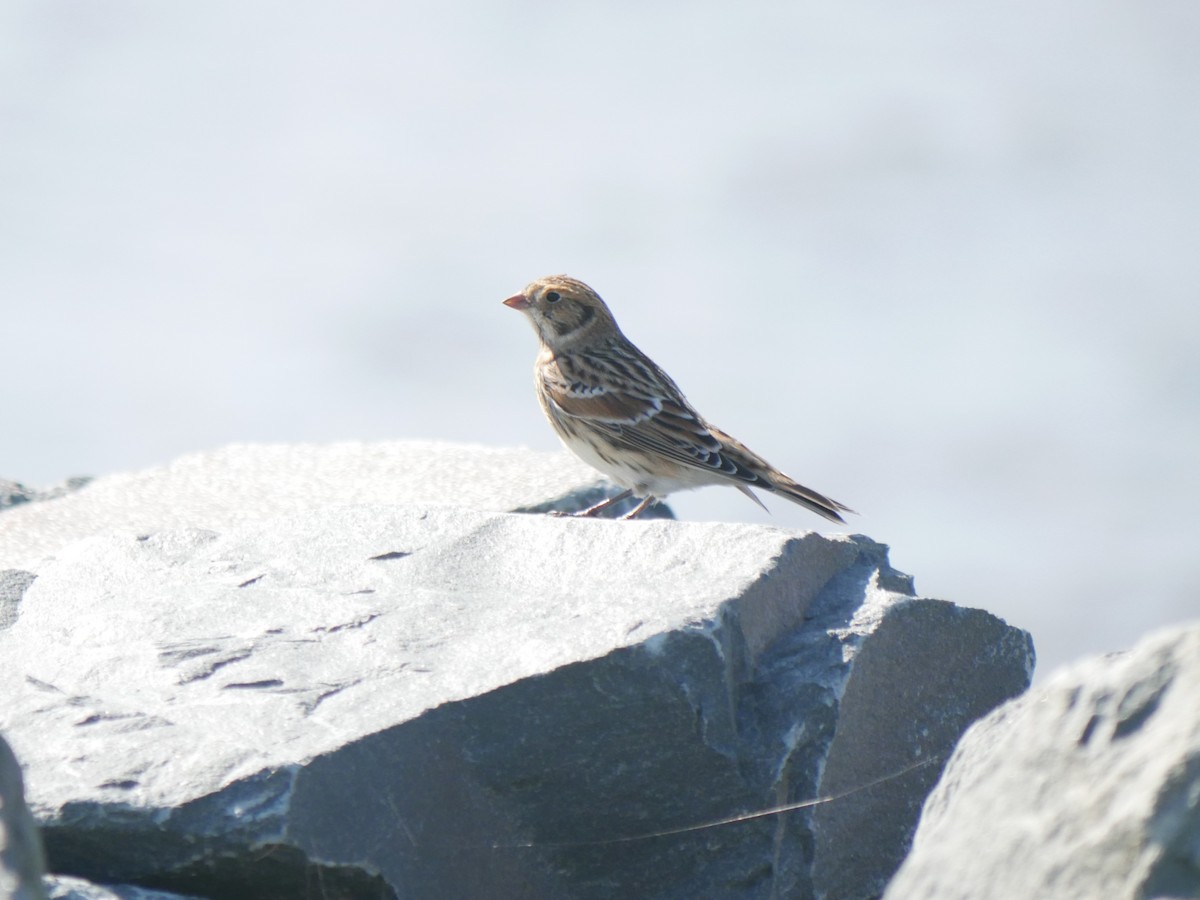 Lapland Longspur - ML371621681