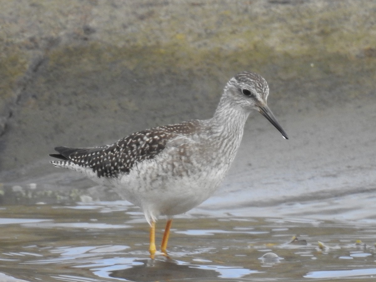 Lesser Yellowlegs - ML371621831