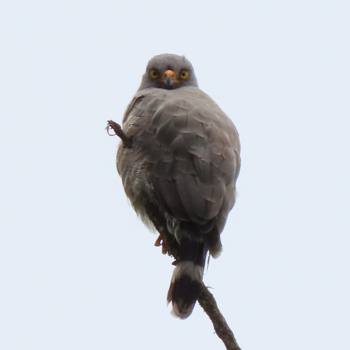 Roadside Hawk - ML371621841