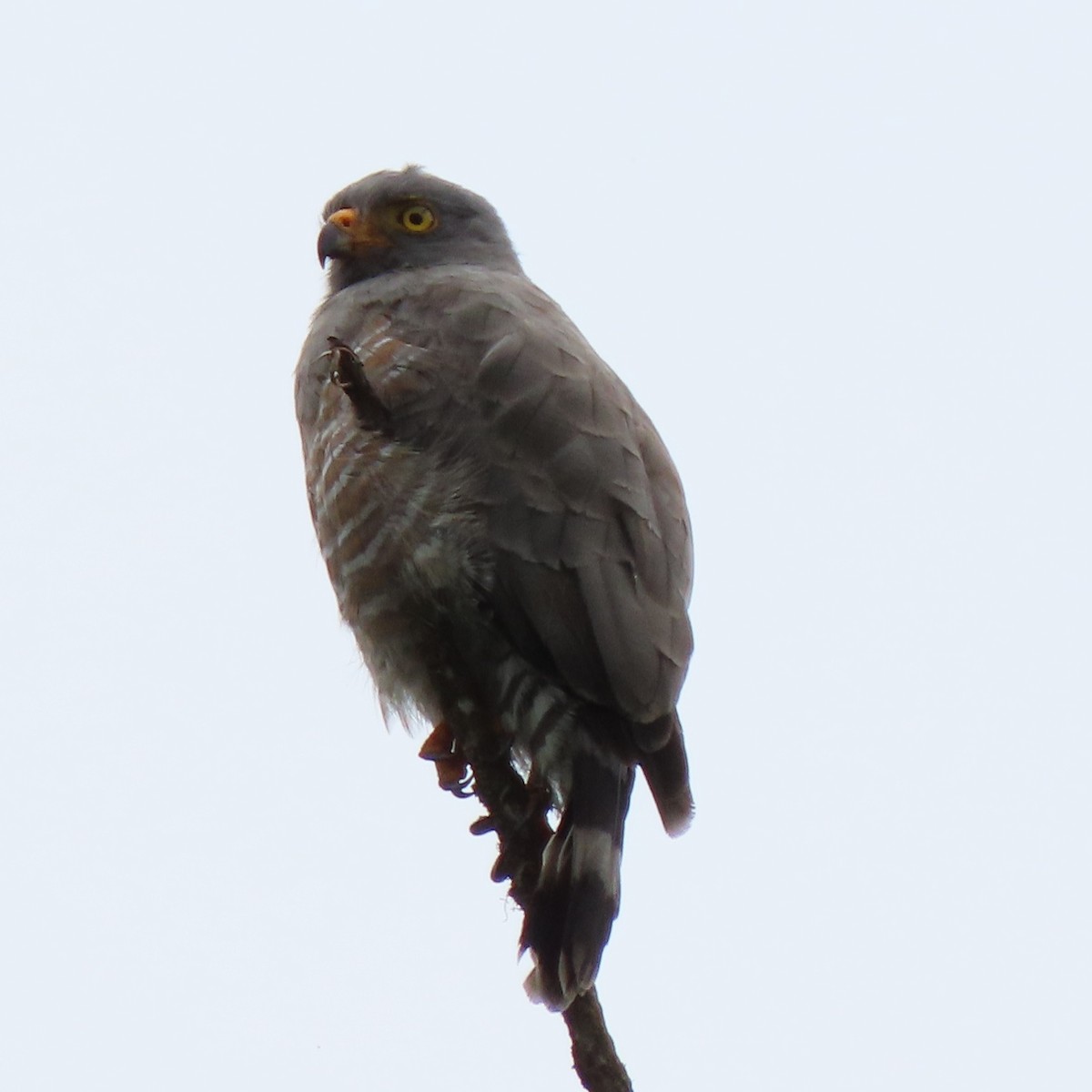 Roadside Hawk - ML371621861