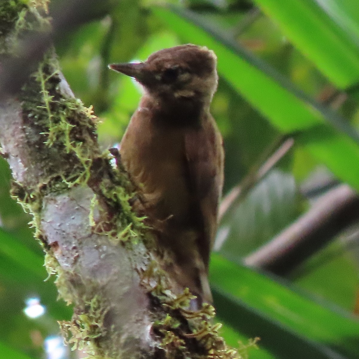 Smoky-brown Woodpecker - ML371622081