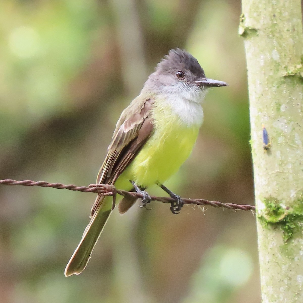 Dusky-capped Flycatcher - Emily Larson