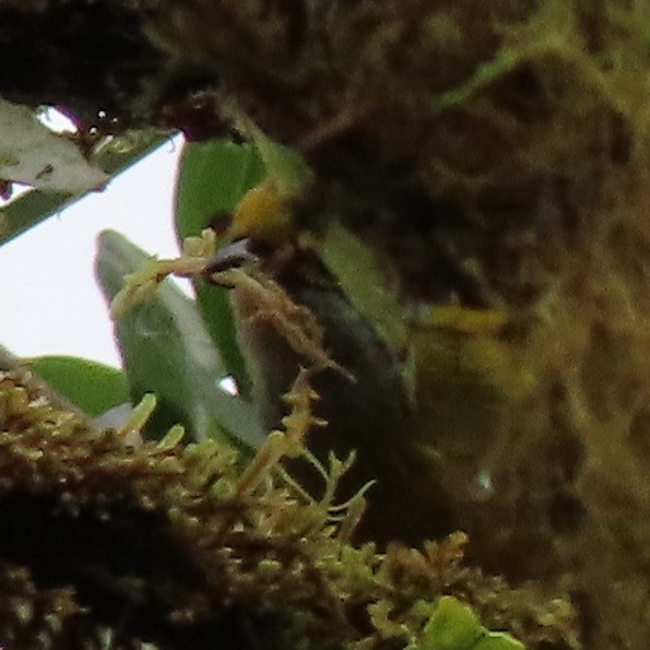 Silver-throated Tanager - ML371623731