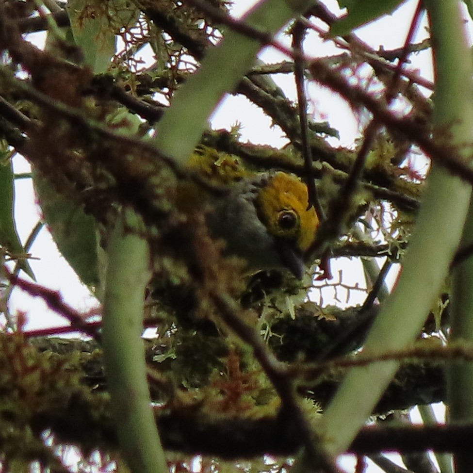 Silver-throated Tanager - ML371623741