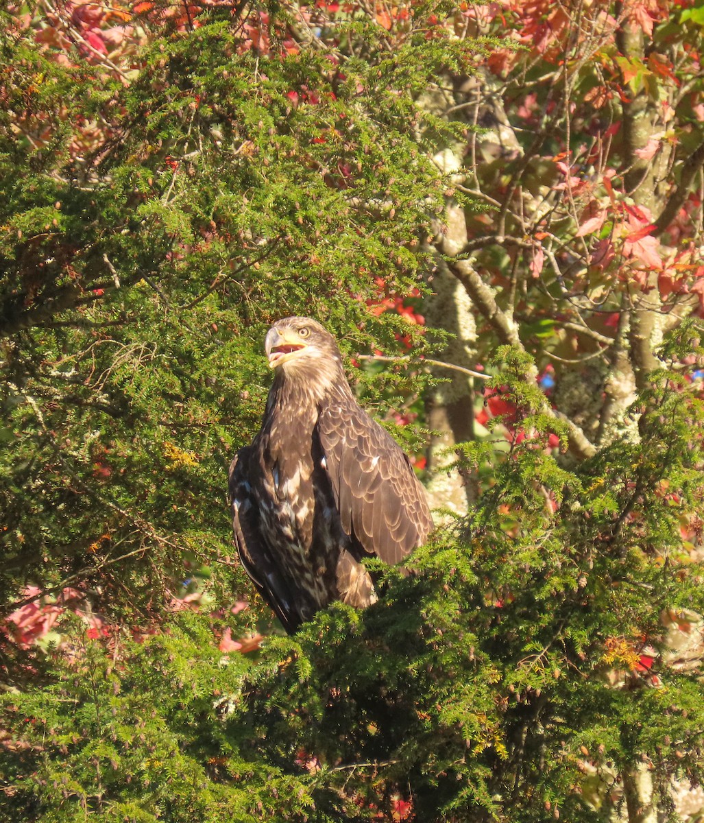 Bald Eagle - ML371623801