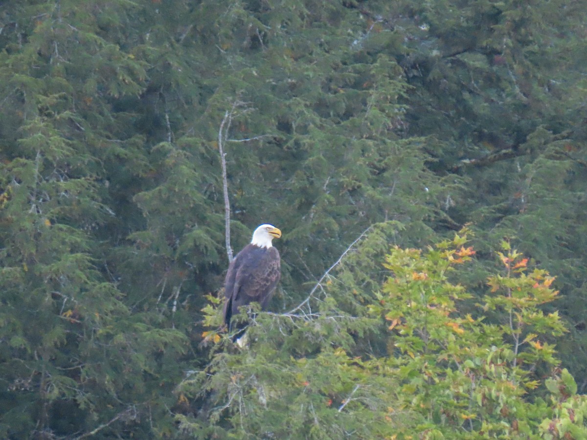 Bald Eagle - ML371623881
