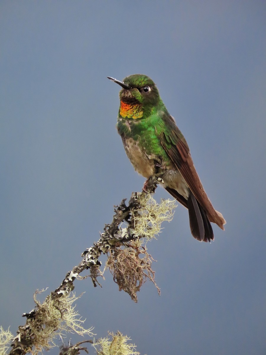 Colibrí Lucero - ML371624401