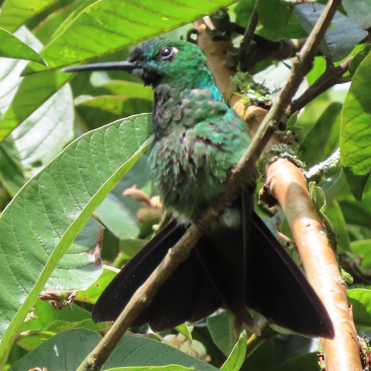Green-crowned Brilliant - ML371624571