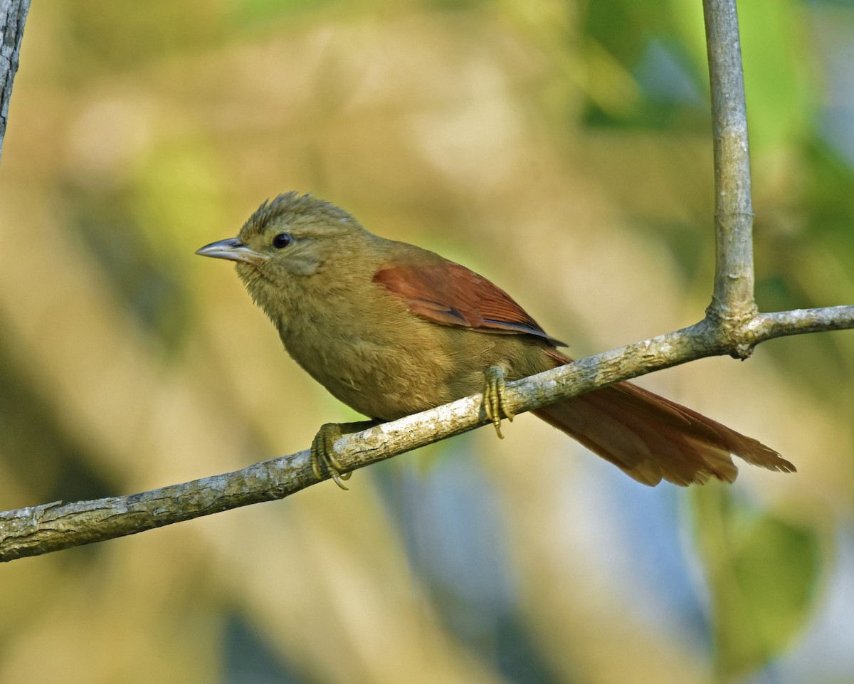 Plain Softtail - Tini & Jacob Wijpkema