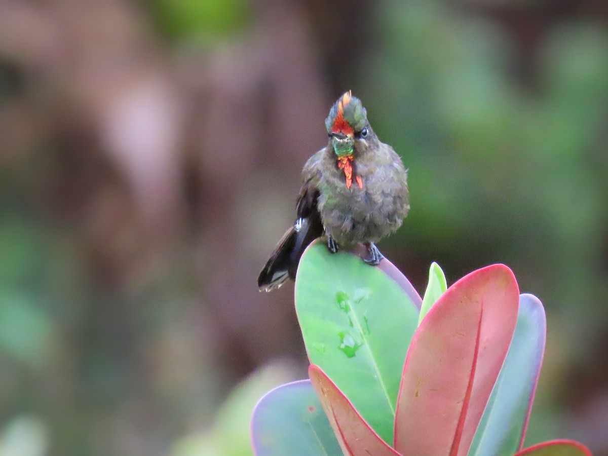 Colibrí de Herrán - ML371624891