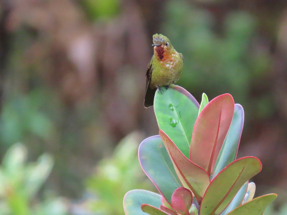 Neblina Metaltail - Àlex Giménez