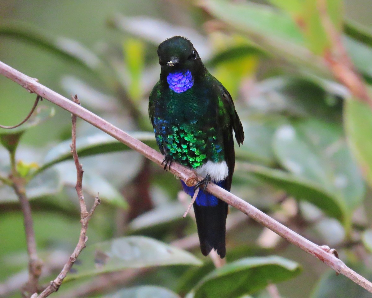 Glowing Puffleg - ML371625191