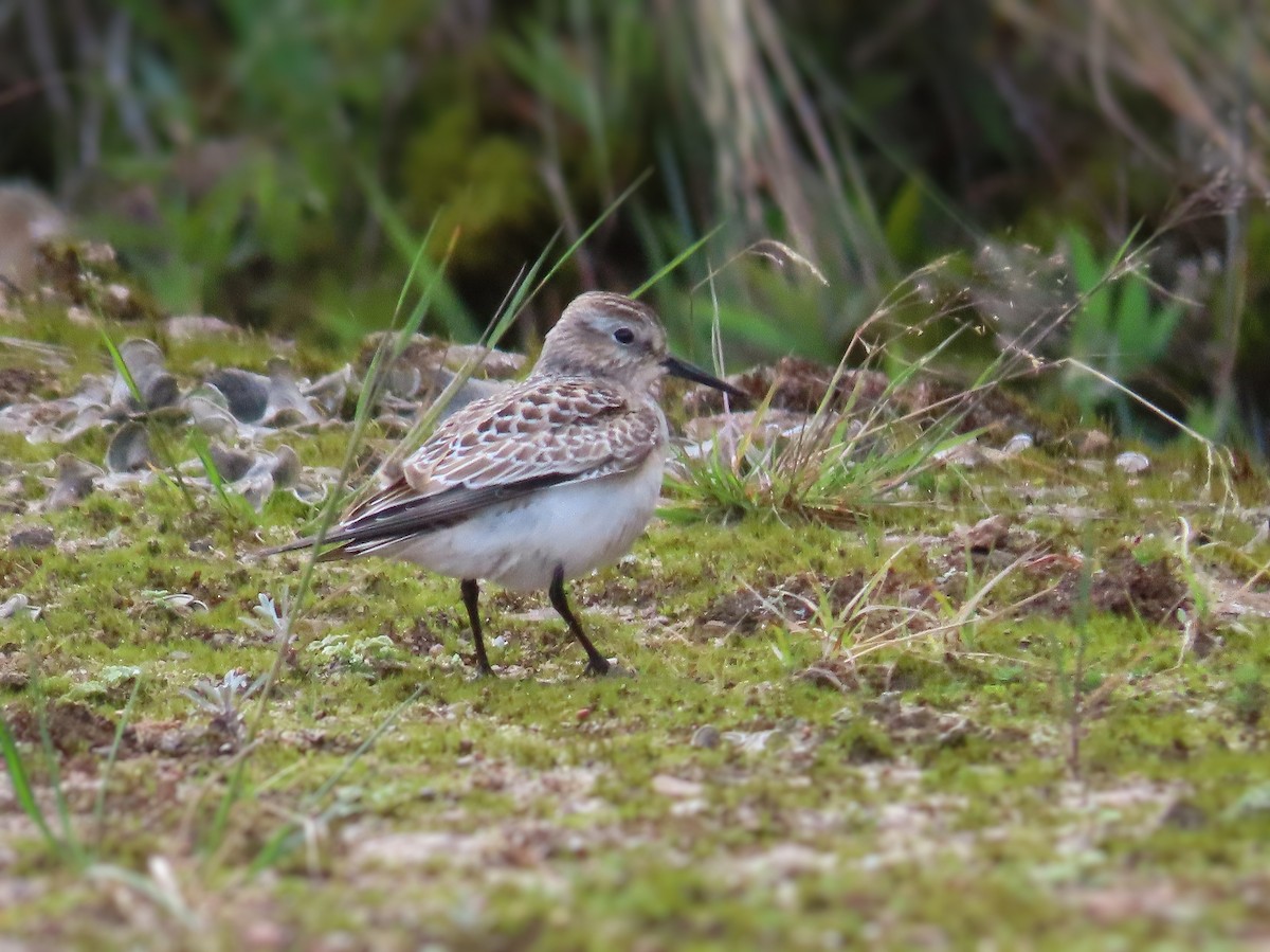 Bairdstrandläufer - ML371625291