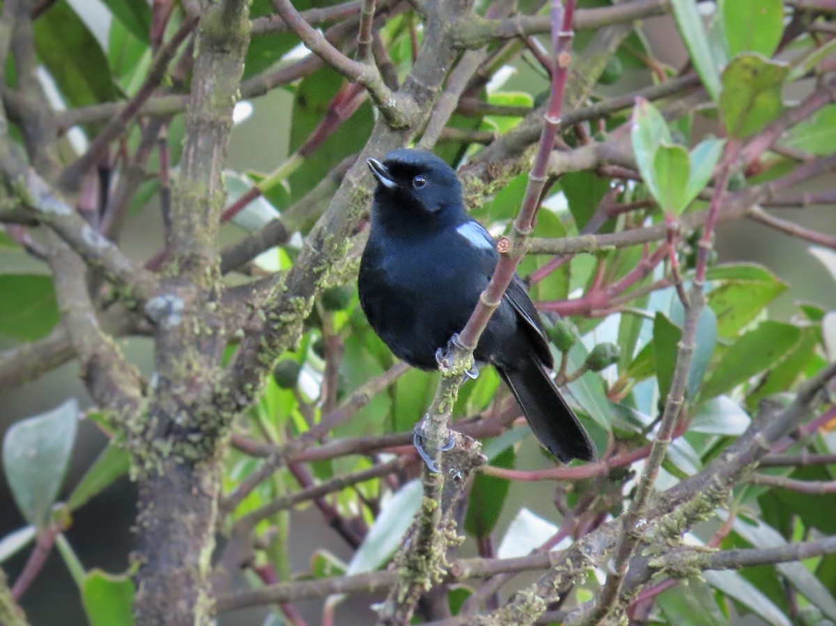 Glossy Flowerpiercer - ML371626381