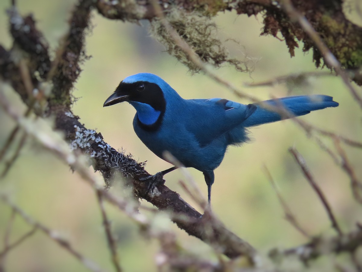 Turquoise Jay - ML371626911